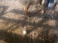Oveja, Tian-Shan semifinewool sheep — foto 3
