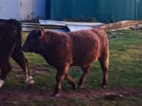 公牛, Galloway cow — 照片 1