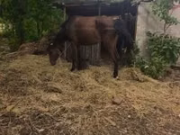 Jument, Chevaux — photo 1