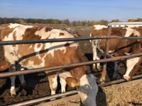 Sapi, Red-spotted breed — foto 2