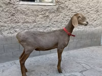 Schaf, Arashan sheep — Foto 2