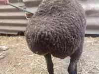 نعجة, Saryarka sheep — الصورة 3
