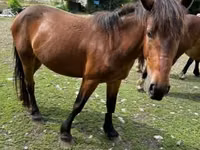 Jument, Međimurje horse — photo 6