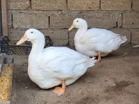 Ducks — foto 3
