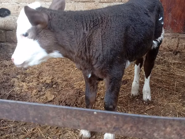 Kuh, Simmental cattle