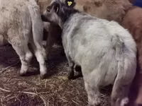 Rinder (Partie, Geschlecht nicht angegeben), Belgische Blauwe — Foto 3