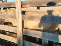 Toro, Raza Auliékol — foto 2