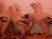 Chickens — photo 3