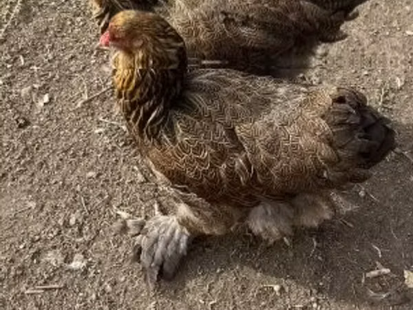 Brahma