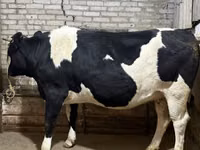 Vaca, Raza Holstein — foto 3