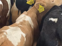 मवेशी (लॉट, लिंग निर्दिष्ट नहीं), Simmental cattle — फ़ोटो 4