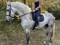 Cheval, Andalusian horse — photo 7