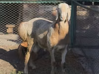 Carnero, Arashan sheep — foto 2