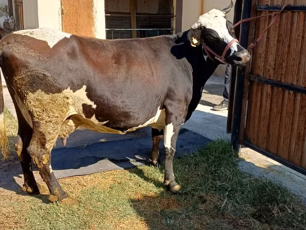 Vaca, Raza Alatau