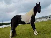 Caballo, Tennessee Walking Horse — foto 7