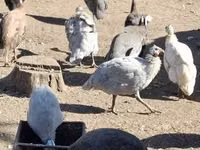 Guinea fowl — 写真 4