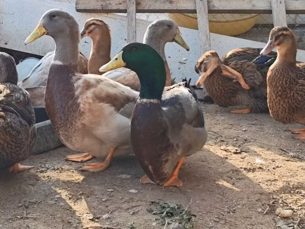ساكسوني