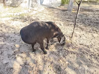 雄羊, Hissar sheep — 写真 3