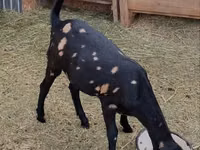 Chèvre, Kamori goats — photo 1