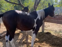 Caballo, French Trotter — foto 2