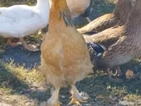 Brahma — photo 7
