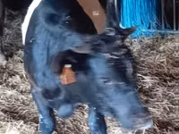 母牛, Galloway cow — 照片 2