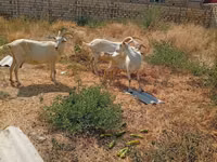 Cabra, Saanen goat — foto 1