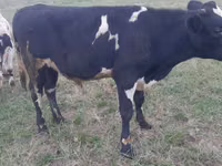 Toro, Raza Holstein — foto 2