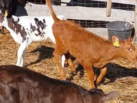 Cattle (batch, sex not specified), Simmental cattle — photo 5