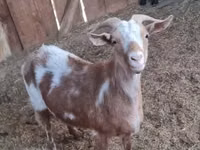 Goat, Goats — photo 2