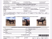 Hengst, Mustang — Foto 4