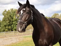 Cheval, Percheron — photo 4