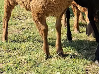 Kambing jantan, Goats — foto 5