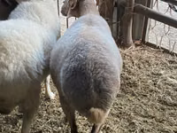 Domba betina, Merino sheep — foto 4