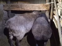 雌羊, Adal sheep — 写真 2