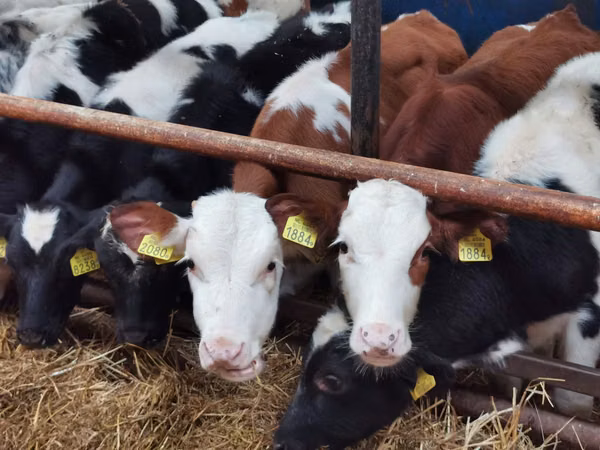 Rinder (Partie, Geschlecht nicht angegeben), Simmental cattle