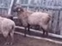 كبش, Edilbay sheep — الصورة 3