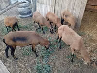 Domba betina, Cameroon sheep — foto 1