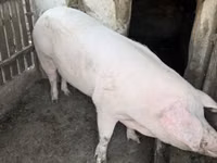 Babi betina — foto 7