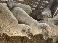 Sheep, Blackheaded Persian sheep — photo 6