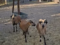 雄羊, Cameroon sheep — 写真 1