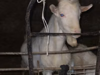 Chèvre, Dutch Landrace goats — photo 2