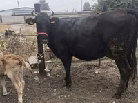 Vaca, Ganado vacuno — foto 3