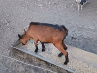 雌ヤギ, Alpine goat — 写真 6
