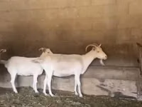 Ziege, Pomellata goat — Foto 1