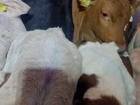 Banteng, Simmental cattle — foto 3
