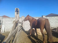 Kuda betina, Kazakh horse — foto 1