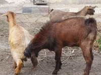 Goat, Goats — photo 8