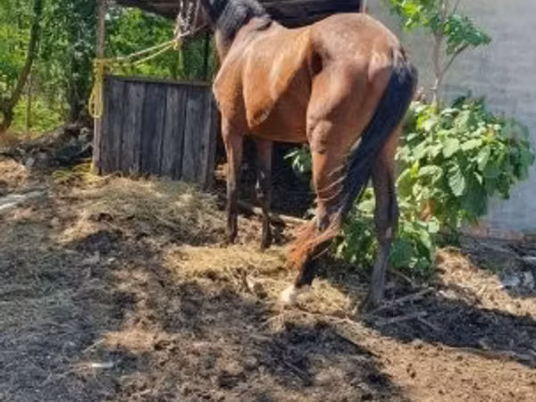 Jument, Chevaux