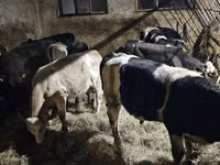 Bovinos (lote, sexo no especificado), Ganado vacuno — foto 3